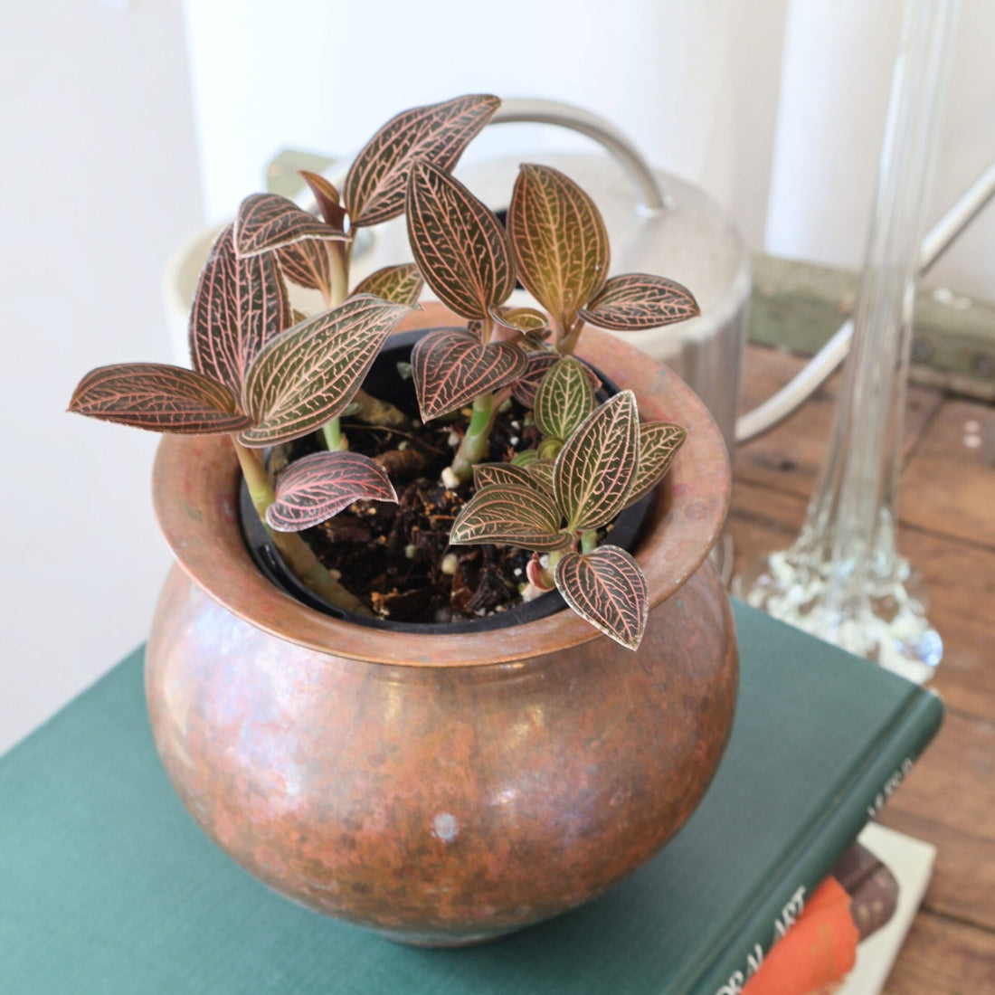 Jewel Orchid - Ludisia 90mm