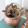 Jewel Orchid - Ludisia 90mm