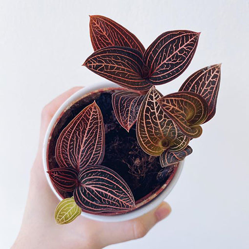 Jewel Orchid - Ludisia Discolor 70mm