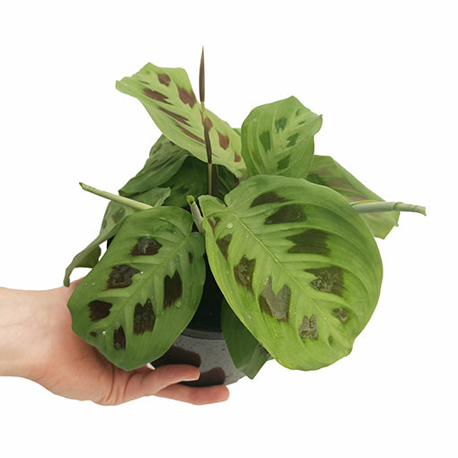 Maranta Leuconeura - Prayer Plant 180mm