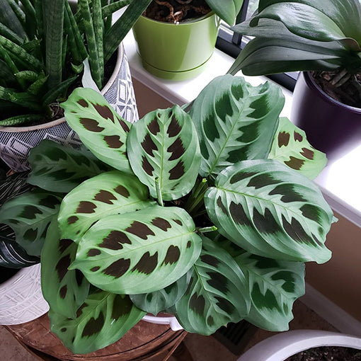 Maranta Leuconeura - Prayer Plant 180mm