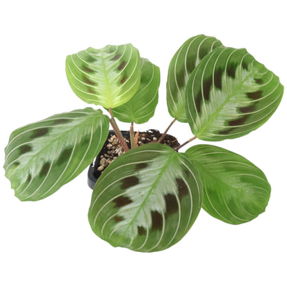Maranta Leuconeura massangeana- Black maranta 70mm