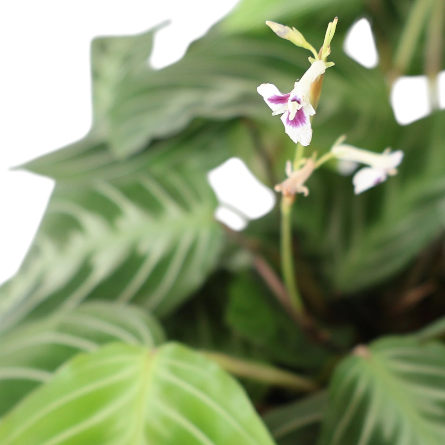 Maranta leuconeura Cat Moustache 70mm