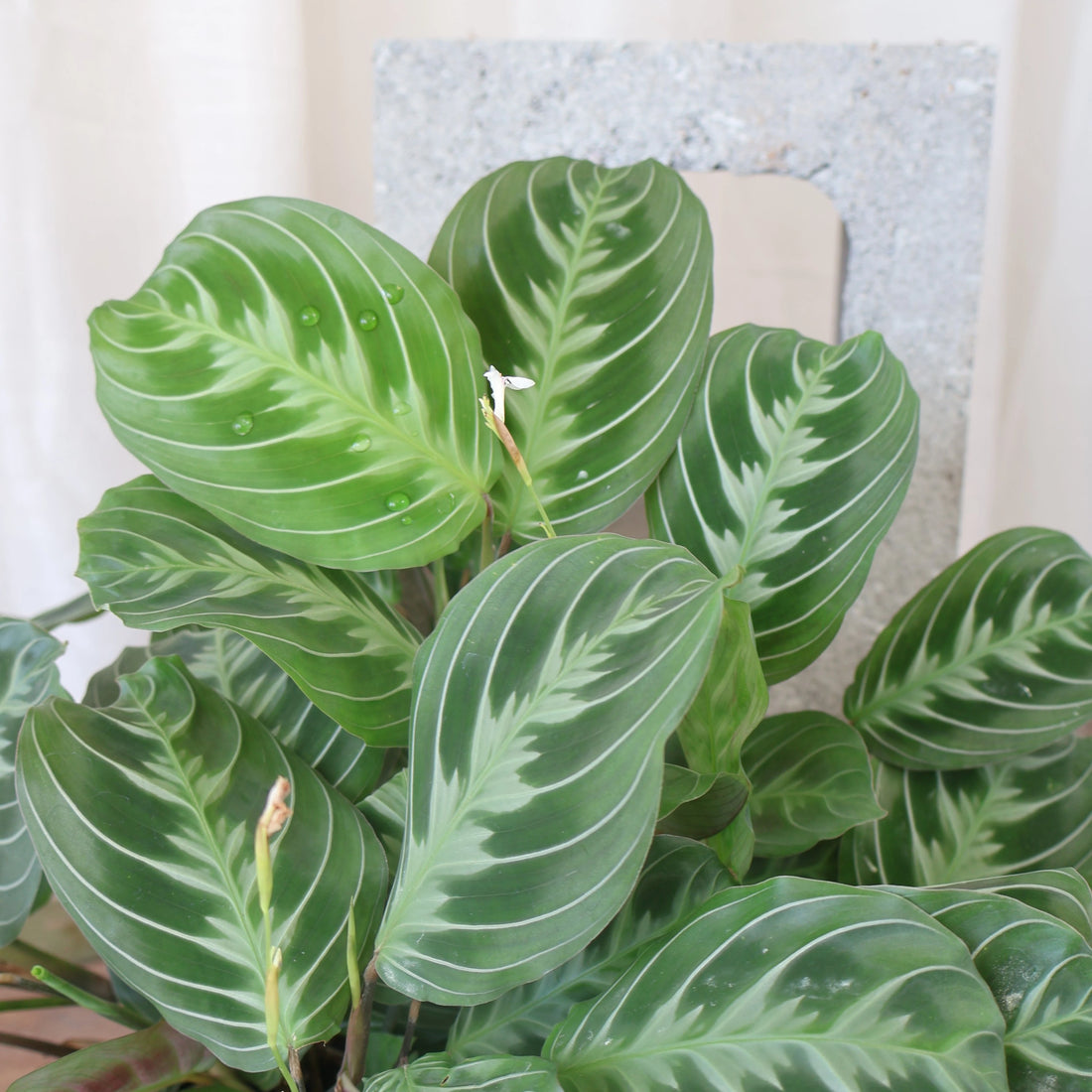 Maranta leuconeura Cat Moustache 70mm