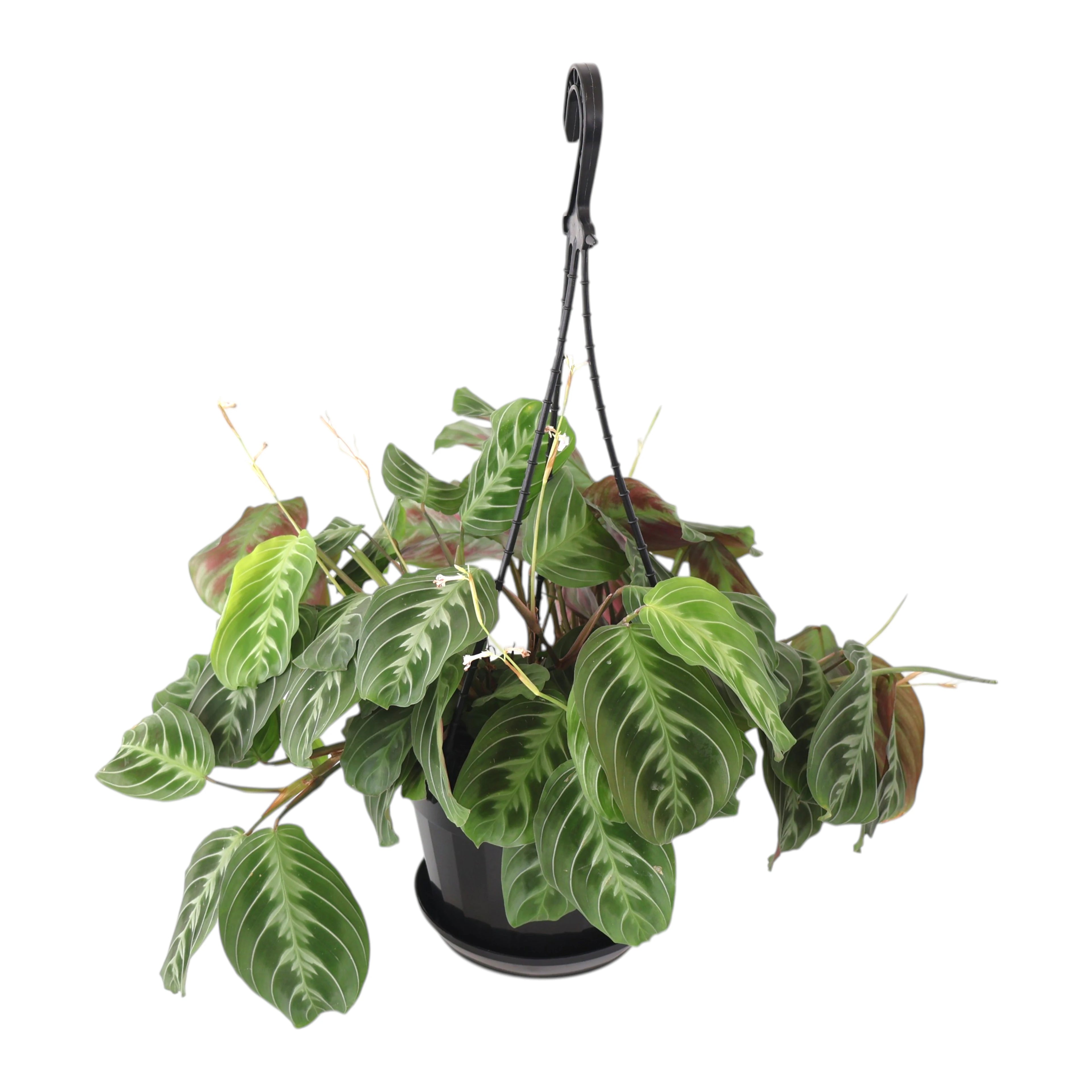 Maranta Cats Moustache 170mm HB