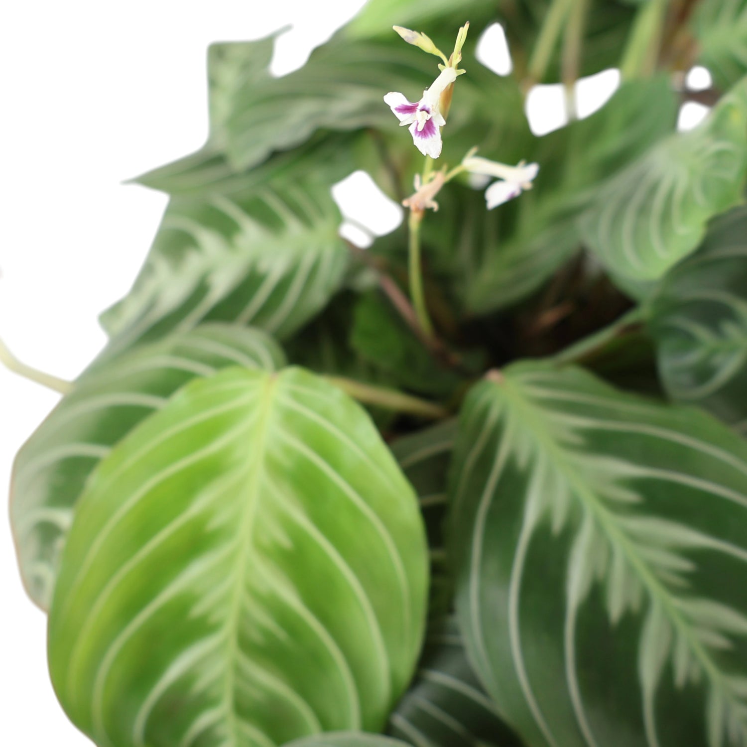 Maranta Cats Moustache 170mm HB