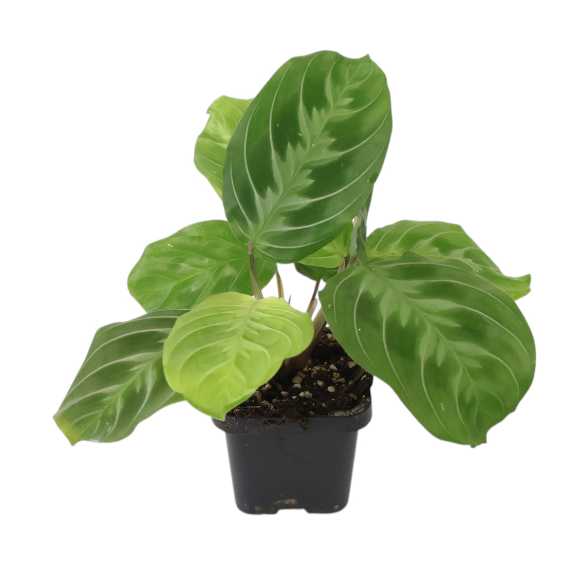 Maranta leuconeura Cat Moustache 70mm