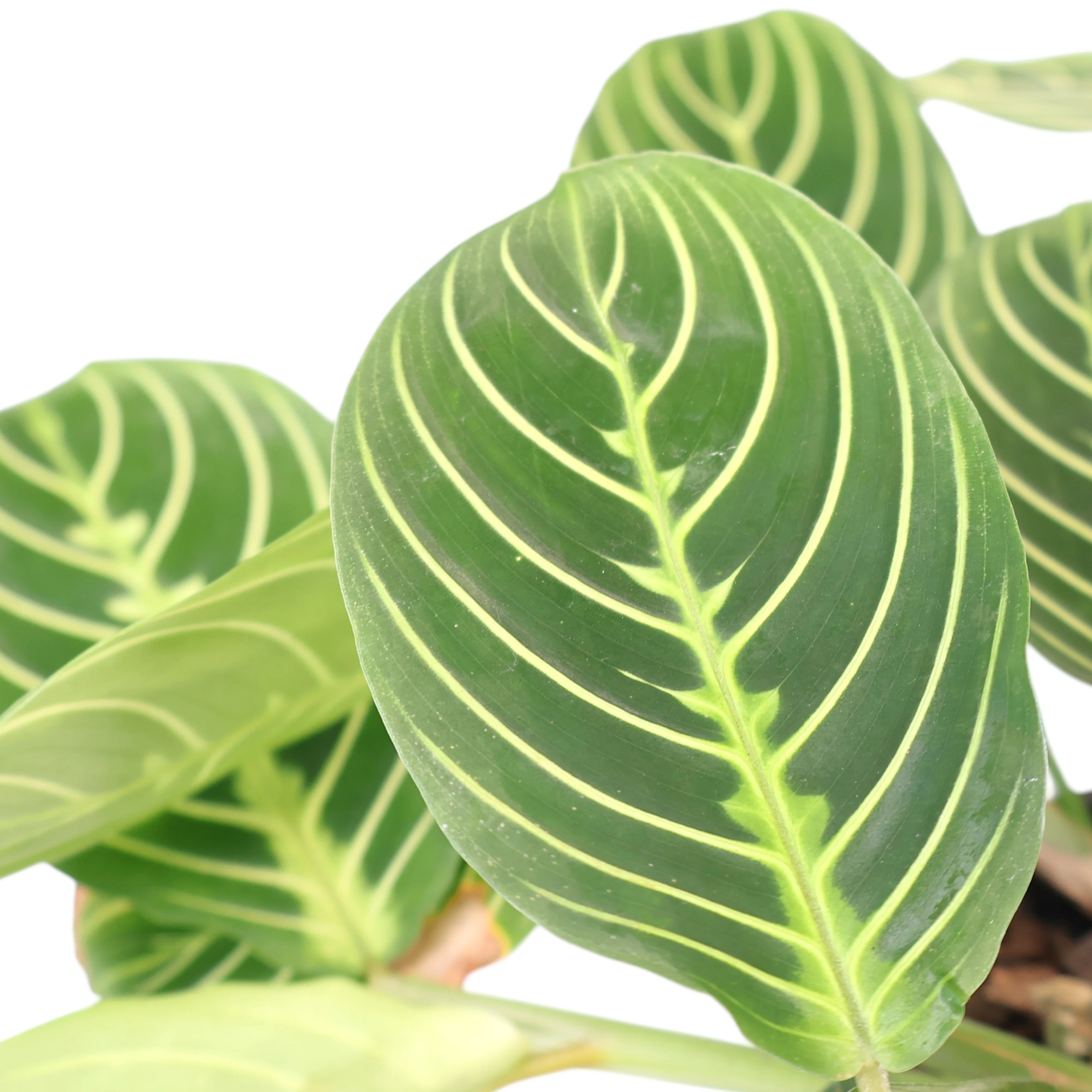 Maranta Leuconeura Lemon Lime 170mm