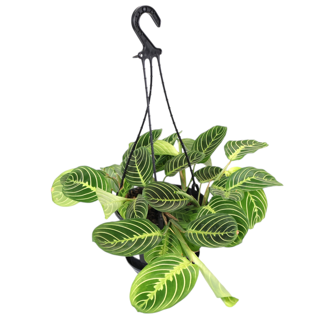 Maranta Leuconeura Lemon Lime 170mm