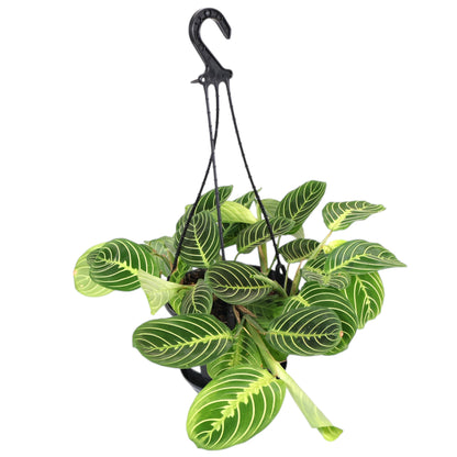 Maranta Leuconeura Lemon Lime 170mm