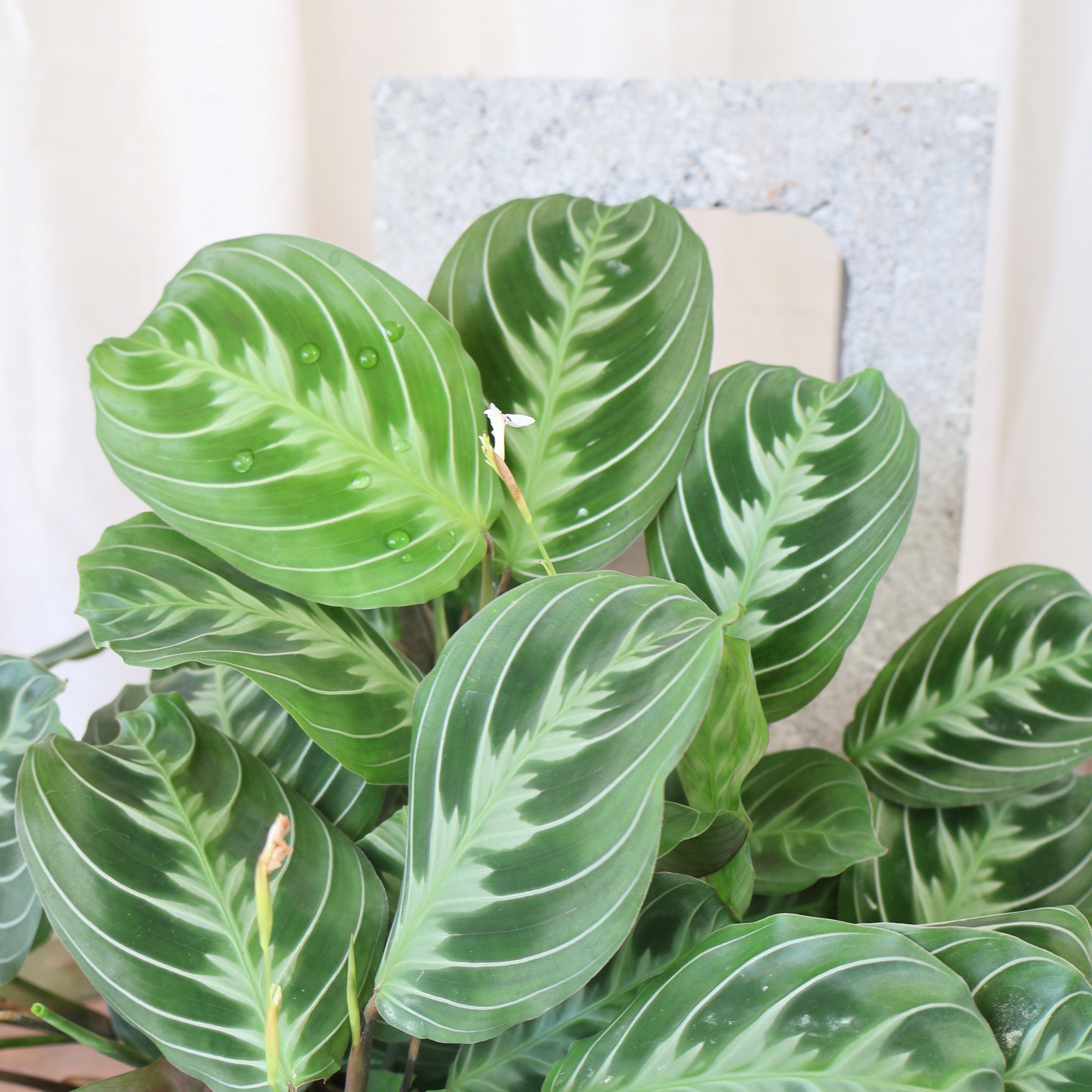 Maranta Cats Moustache 170mm HB