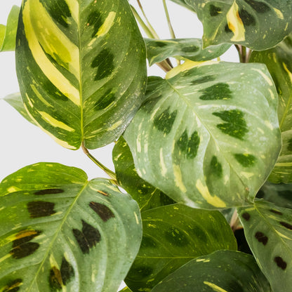 Maranta Kerchoveana Variegata 170mm