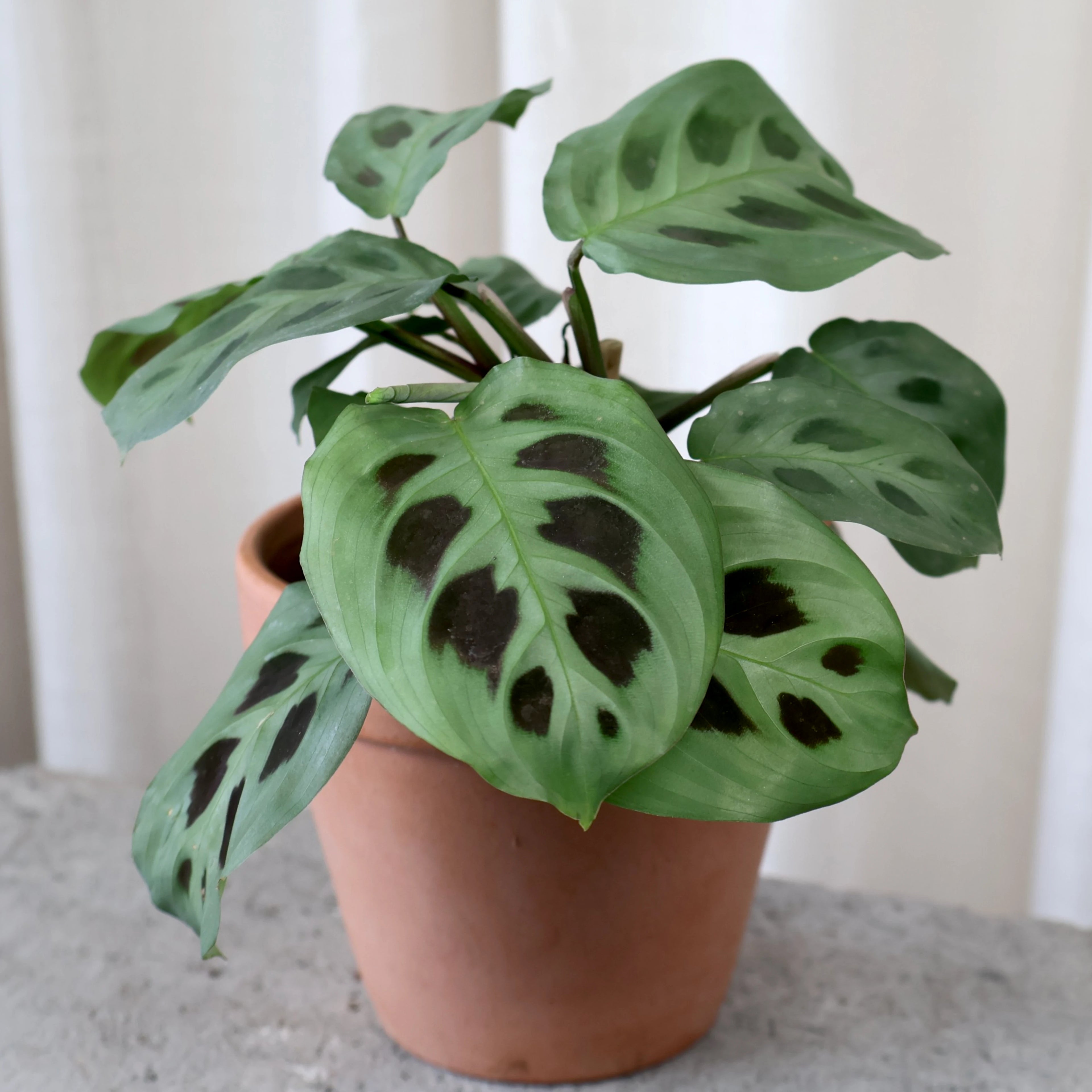 Maranta Leuconeura Kerchoveana 100mm
