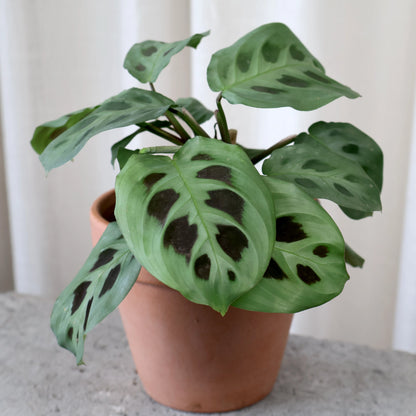 Maranta Leuconeura Kerchoveana 100mm