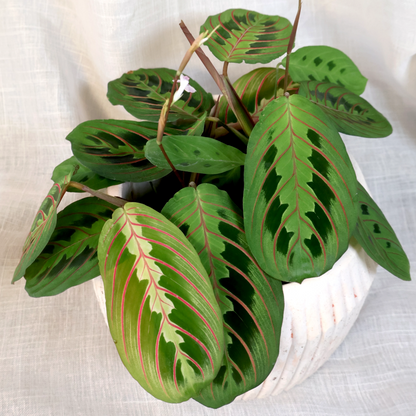 Maranta Red Prayer 70mm