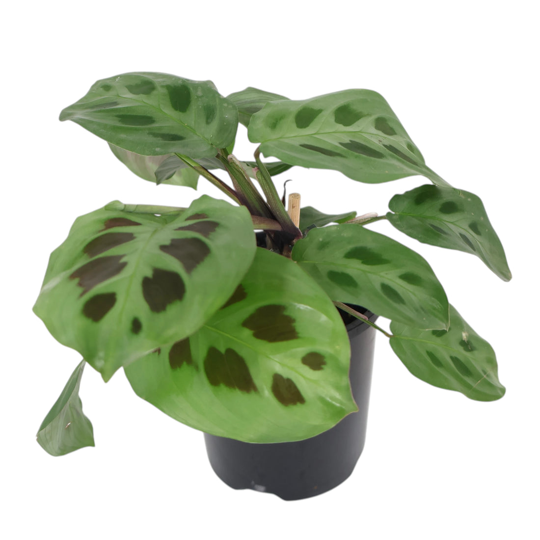 Maranta Leuconeura Kerchoveana 100mm
