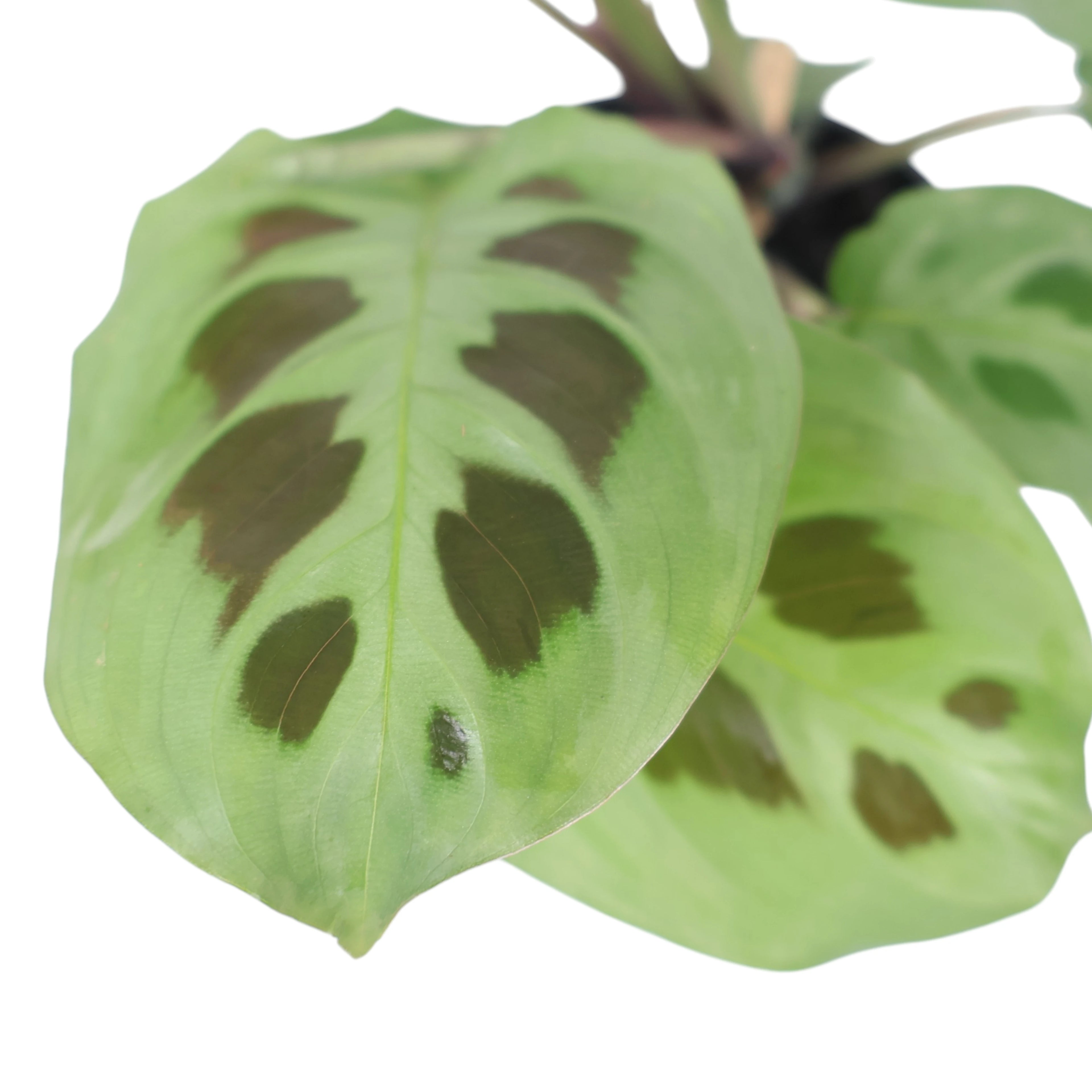 Maranta Leuconeura Kerchoveana 100mm