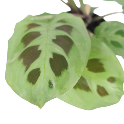 Maranta Leuconeura Kerchoveana 100mm