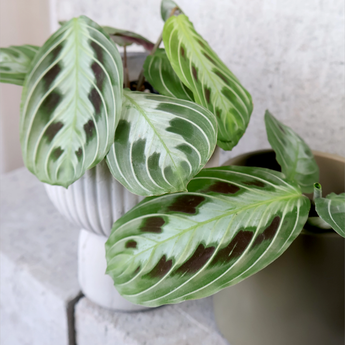 Maranta Leuconeura massangeana- Black maranta 70mm