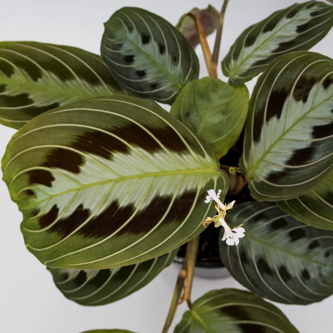 Maranta leuconeura massangeana - black 100mm