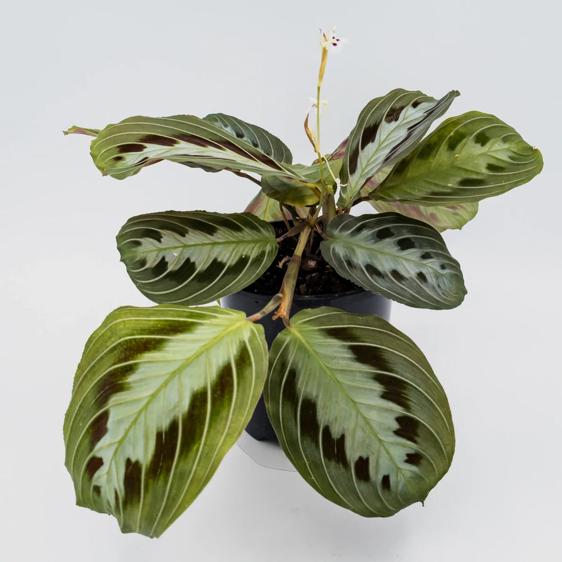 Maranta leuconeura massangeana - black 100mm