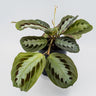 Maranta leuconeura massangeana - black 100mm