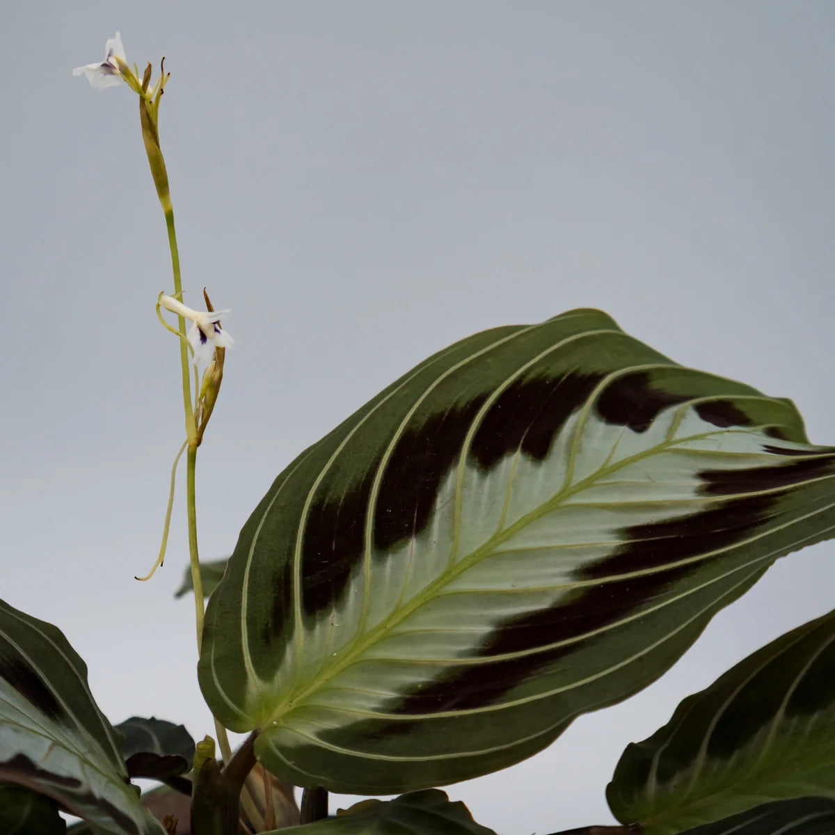 Maranta leuconeura massangeana - black 100mm