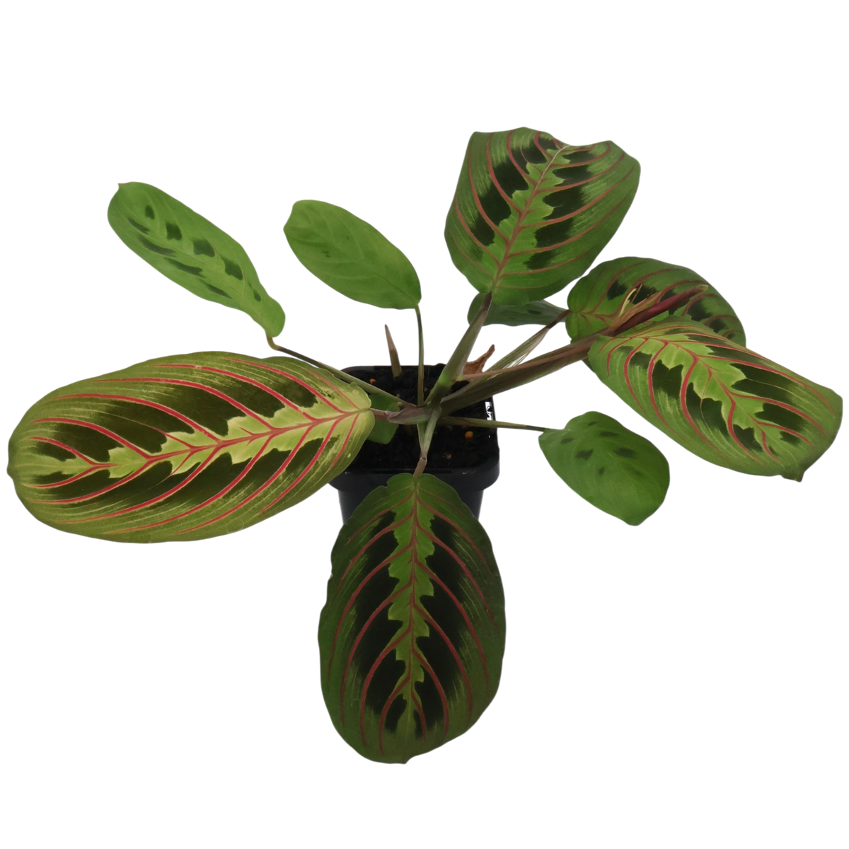 Maranta Red Prayer 70mm