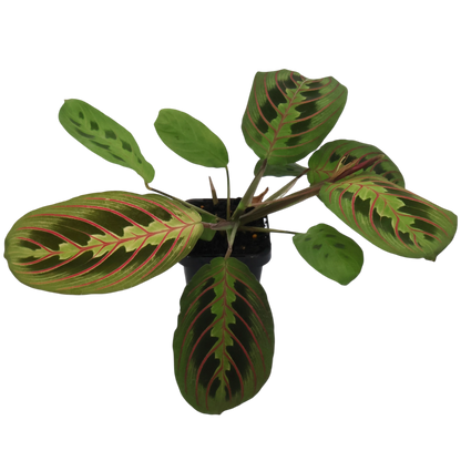 Maranta Red Prayer 70mm