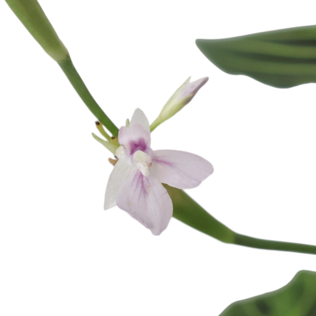 Maranta Leuconeura Lemon Lime 100mm