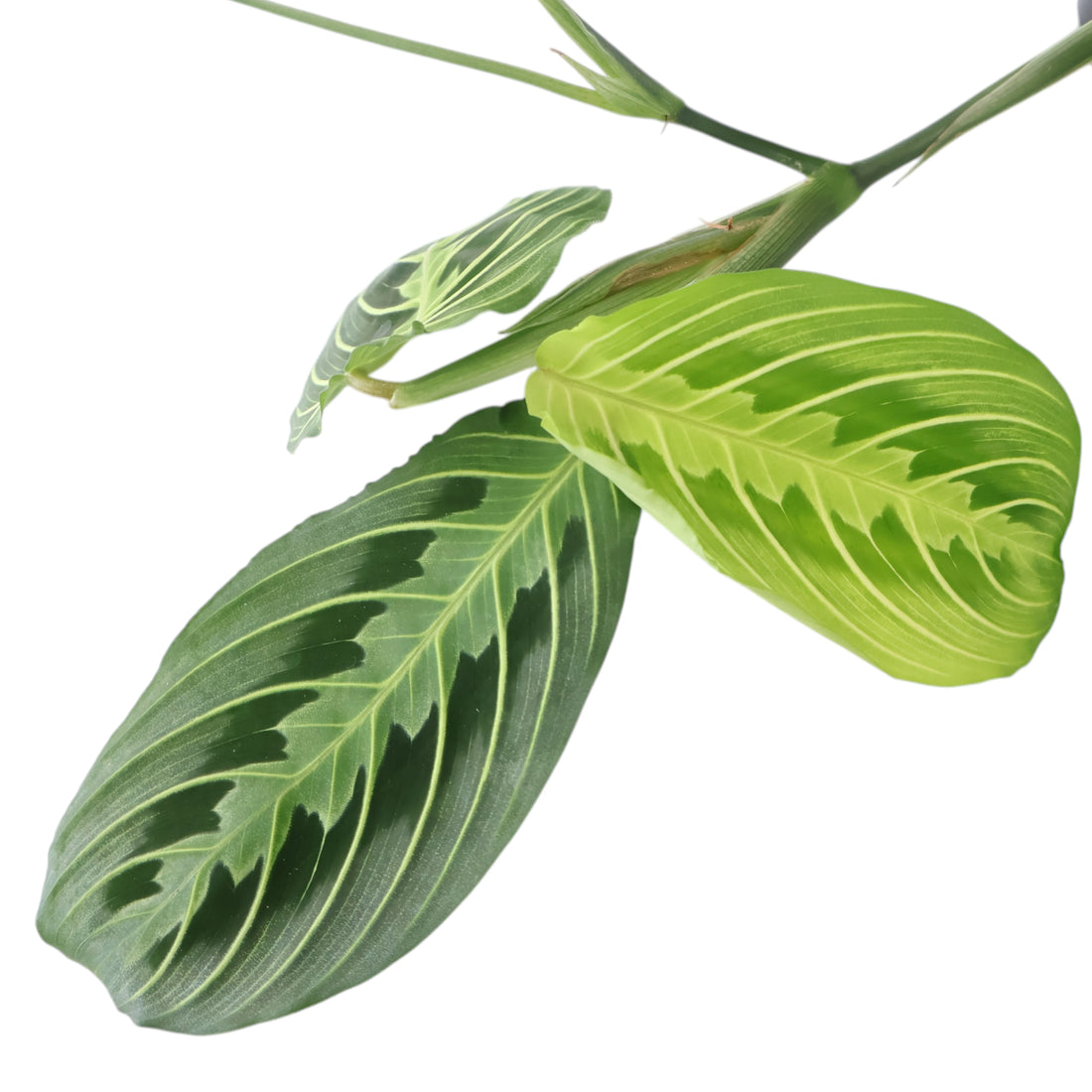 Maranta Leuconeura Lemon Lime 100mm