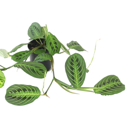 Maranta Leuconeura Lemon Lime 100mm