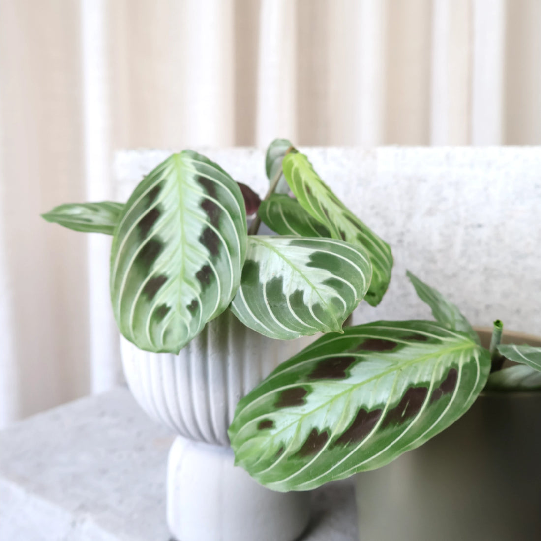 Maranta Leuconeura massangeana- Black maranta 70mm