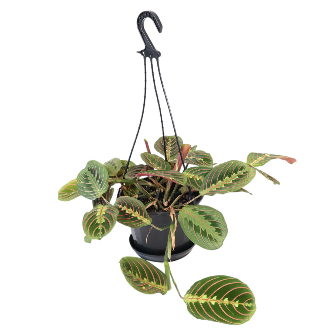 Maranta Leuconeura Red Stripe 170mm HB