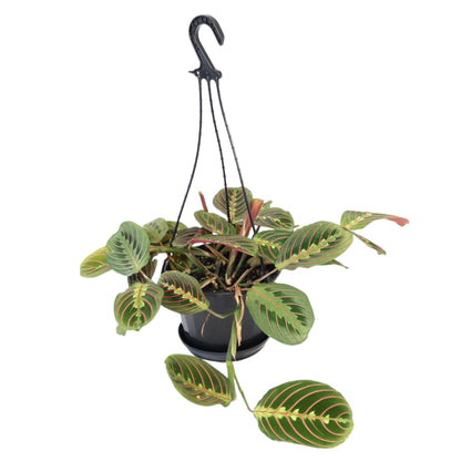 Maranta Leuconeura Red Stripe 170mm HB