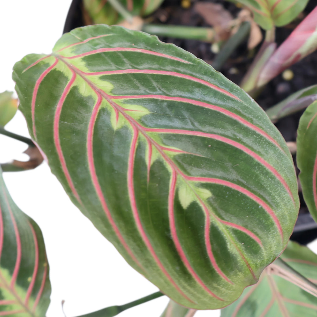 Maranta Leuconeura Red Stripe 170mm HB