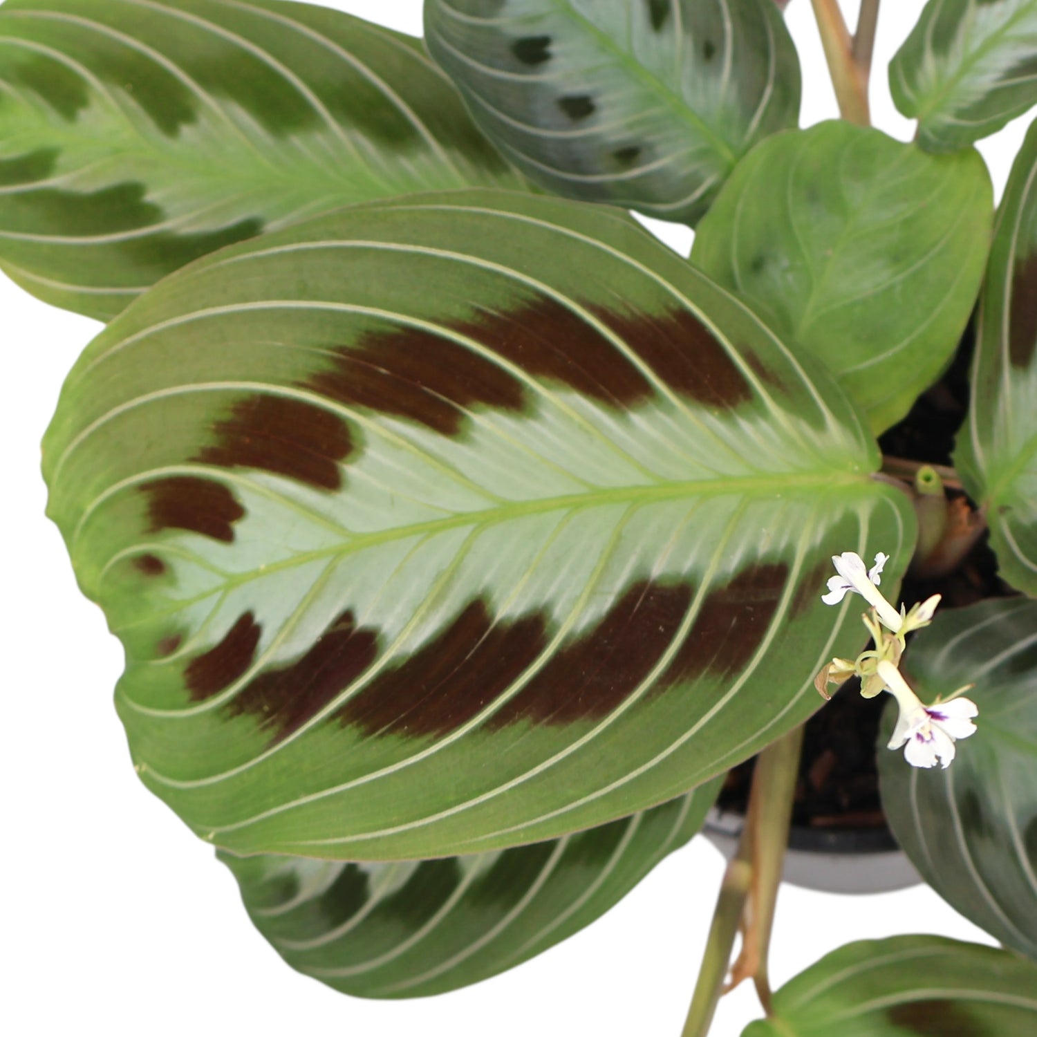 Maranta Leuconeura massangeana- Black maranta 70mm