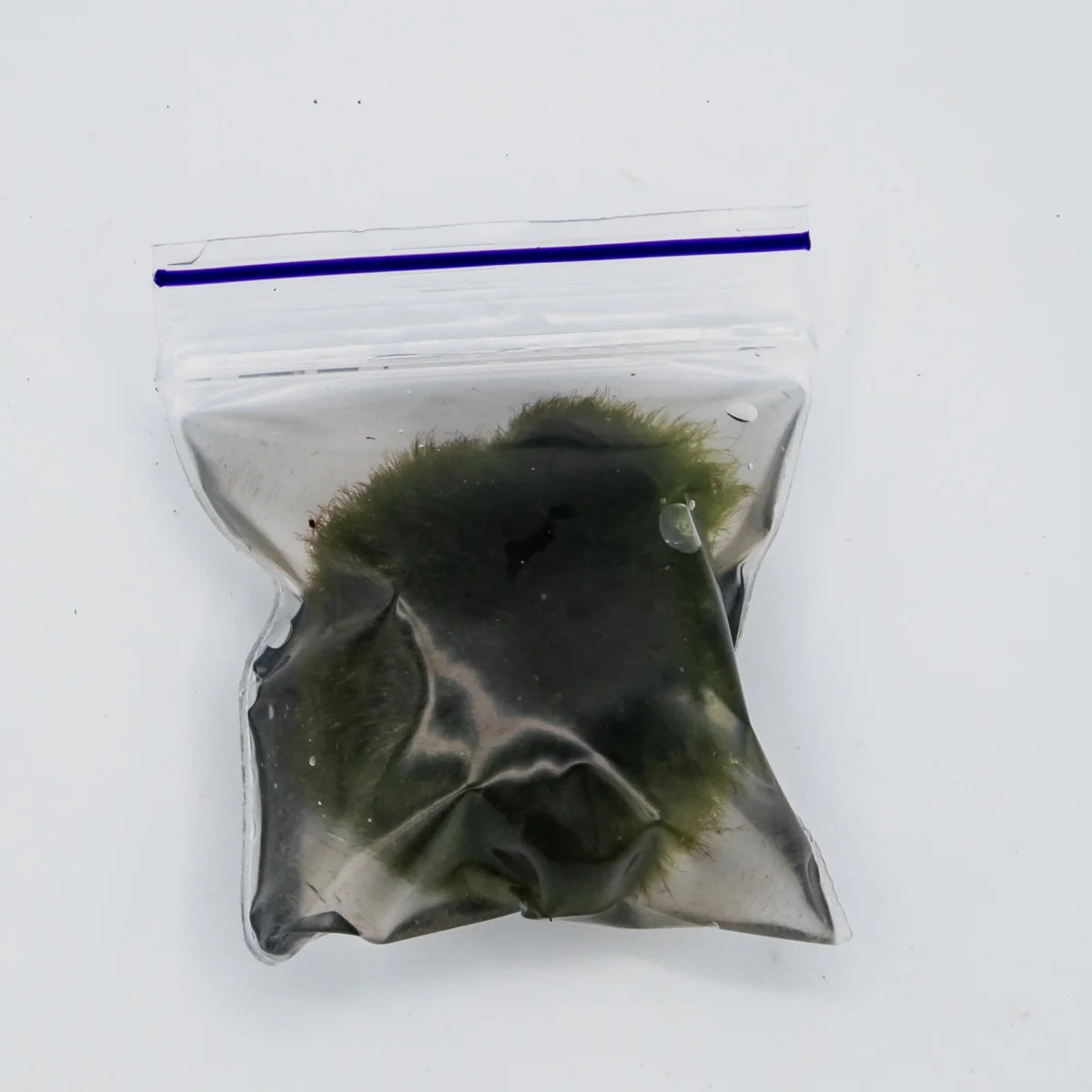 Marimo moss balls
