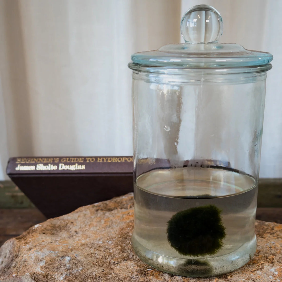 Marimo moss balls
