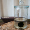Marimo moss balls