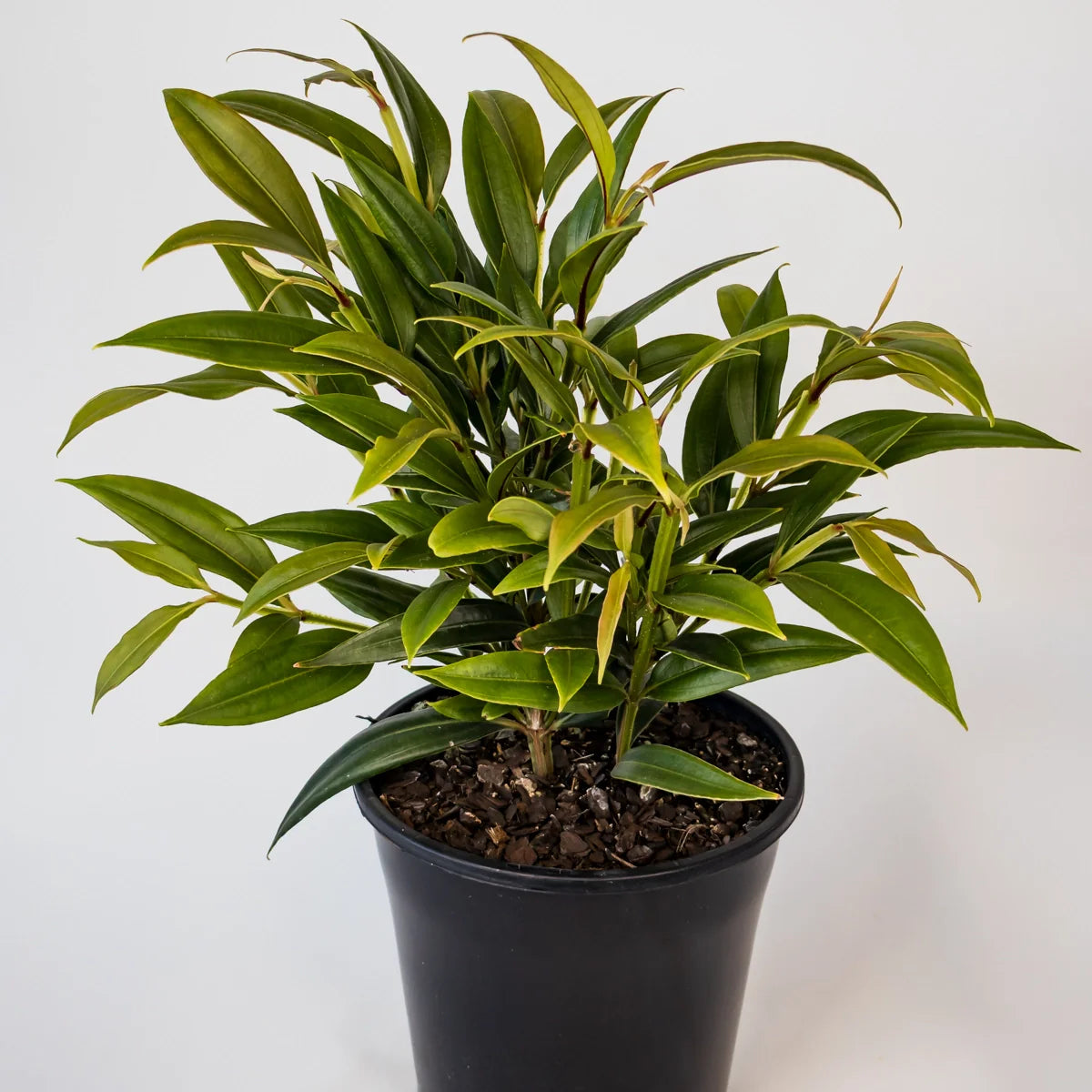 Medinilla dolichophylla - Giant Chandelier Plant 200mm