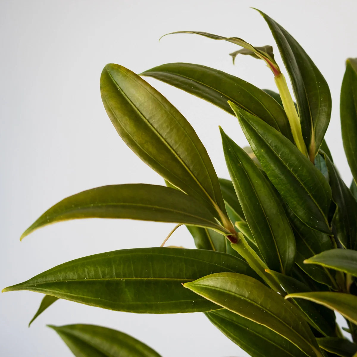 Medinilla dolichophylla - Giant Chandelier Plant 200mm