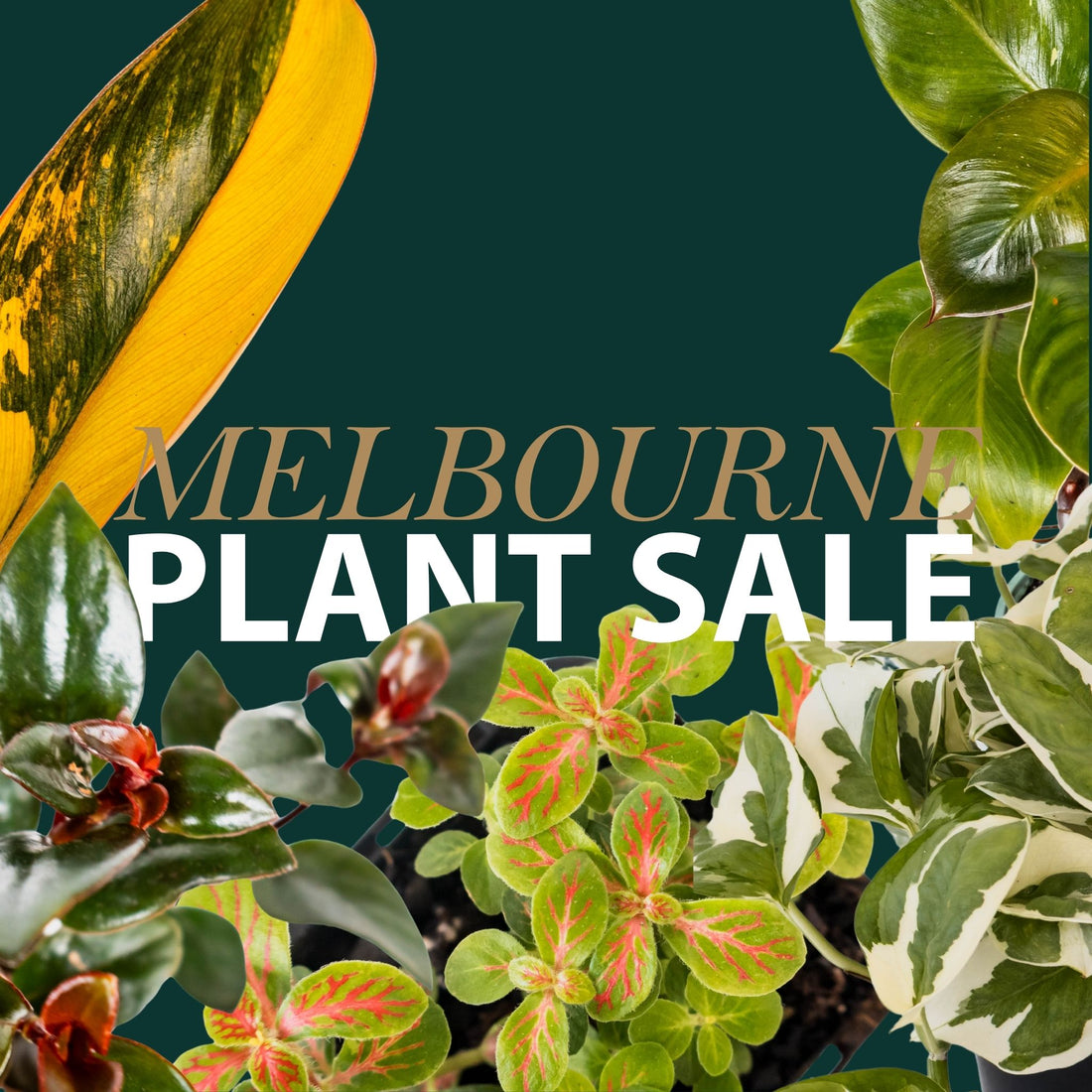 Melbourne Plant Sale - Friday