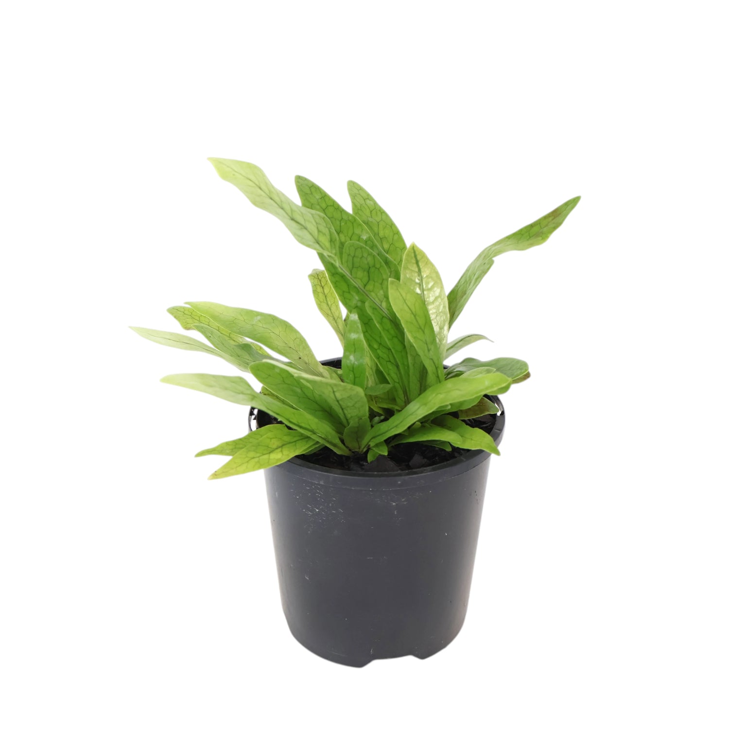 Microsorum Musifolium - Crocodyllus Fern 100mm