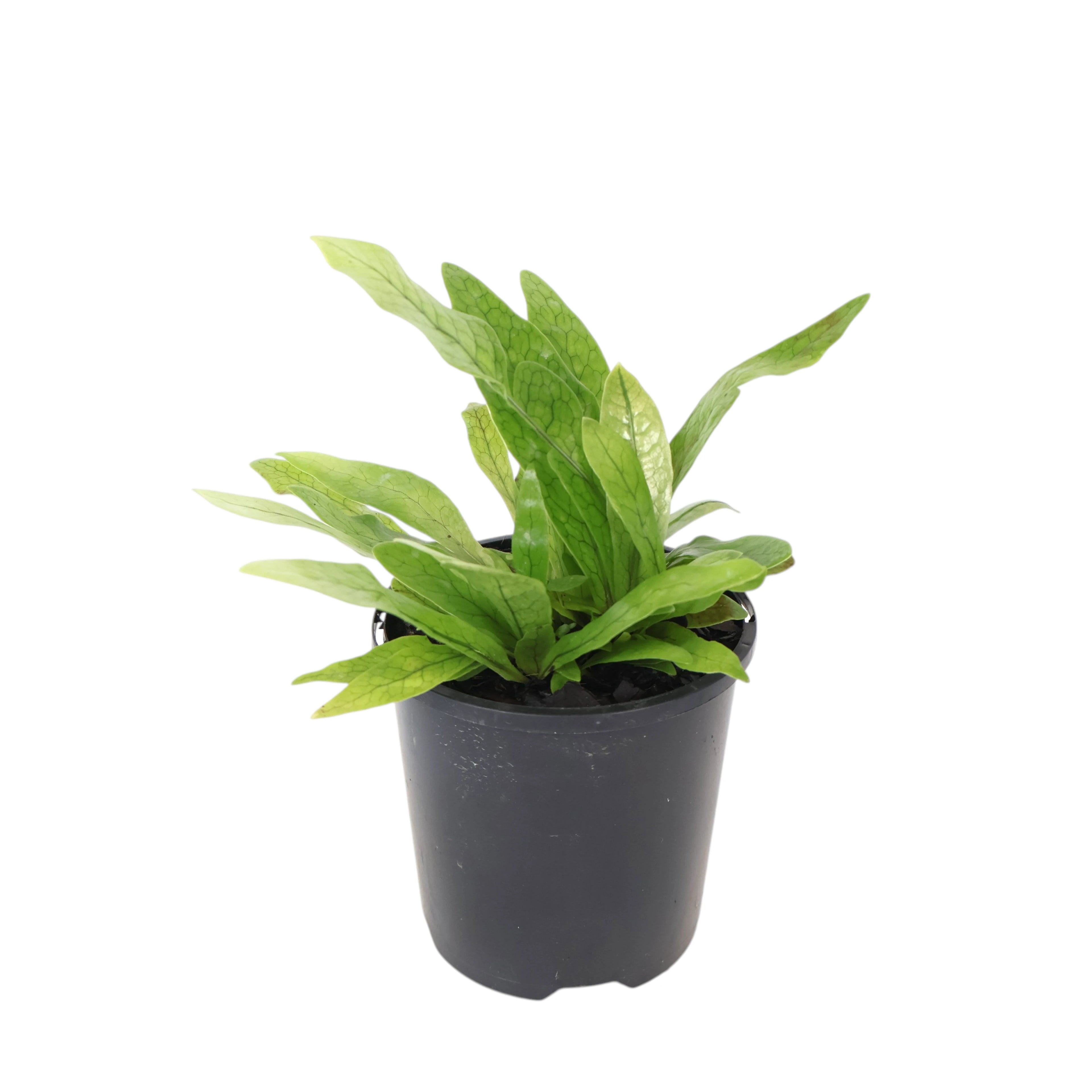 Microsorum Musifolium - Crocodyllus Fern 100mm