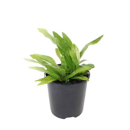 Microsorum Musifolium - Crocodyllus Fern 100mm
