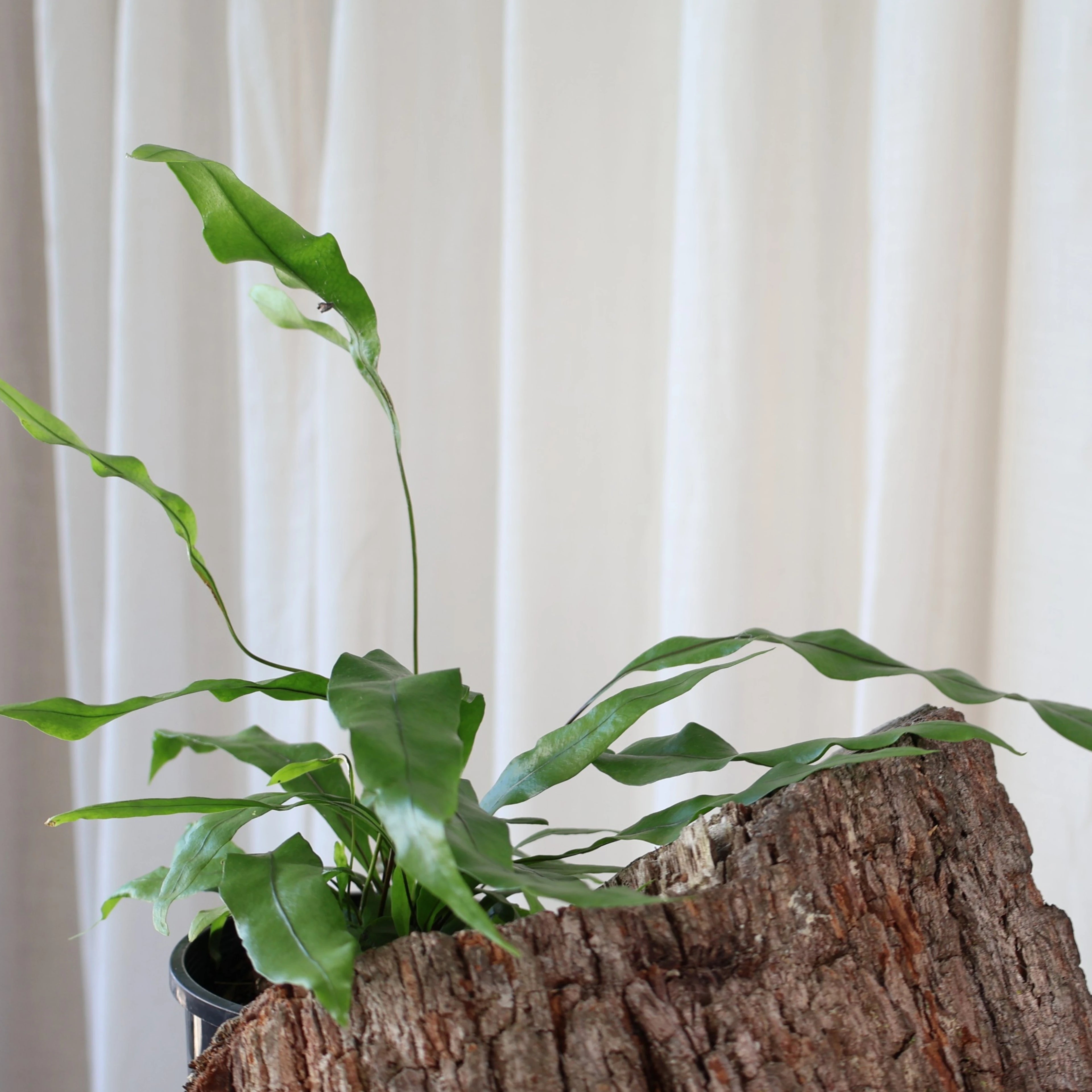 Kangaroo Fern - Microsorum diversifolium 100mm