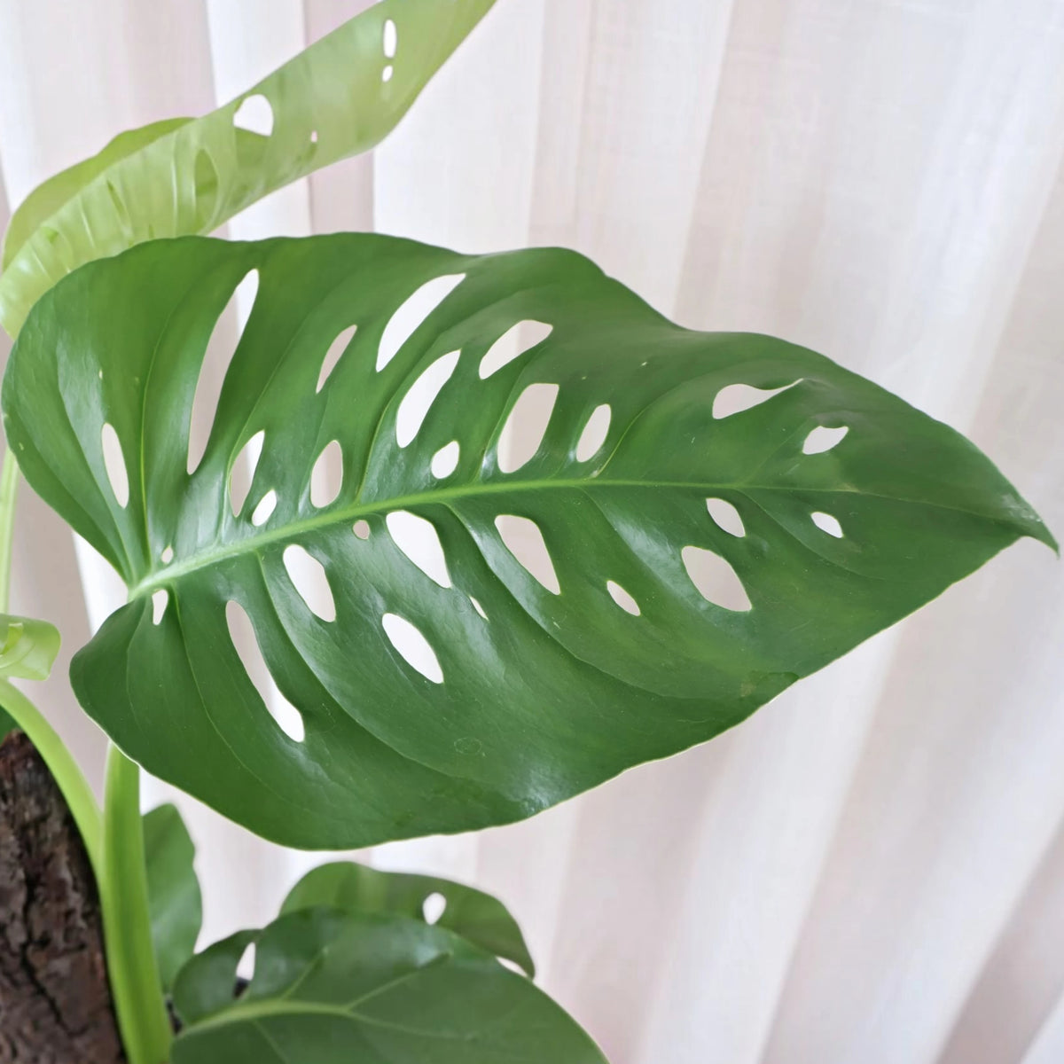 Monstera Uno Totem 200mm