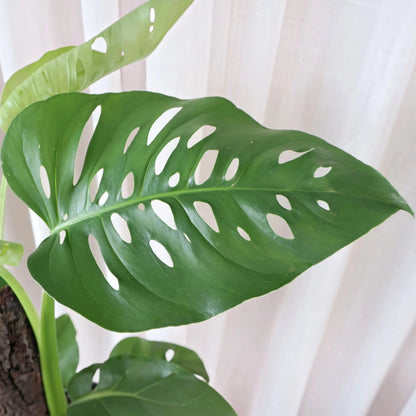 Monstera Uno Totem 200mm