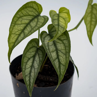 Monster siltepecana - Silver monstera 70mm